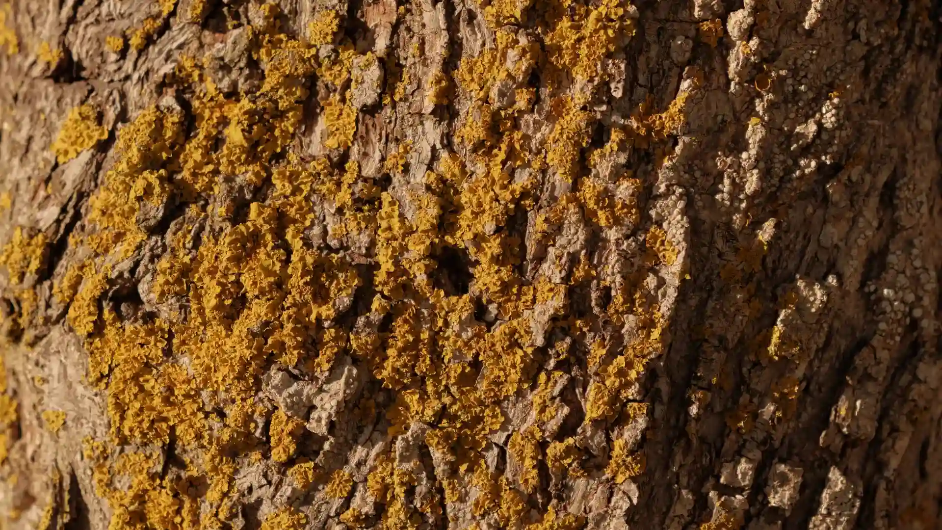 eco