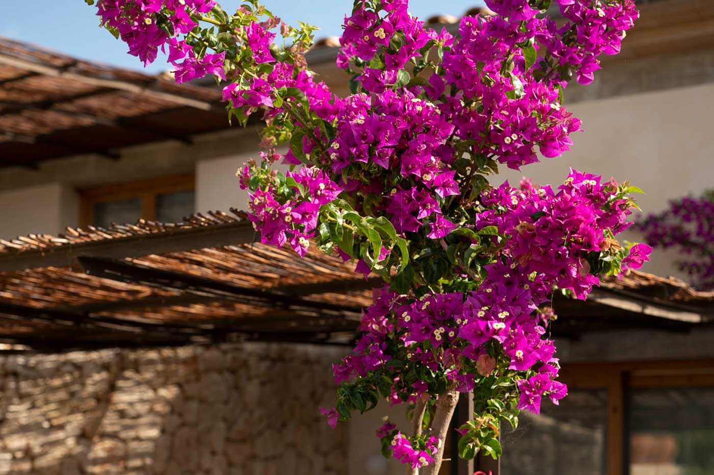 sa nau agroturismo sa nau agroturismo